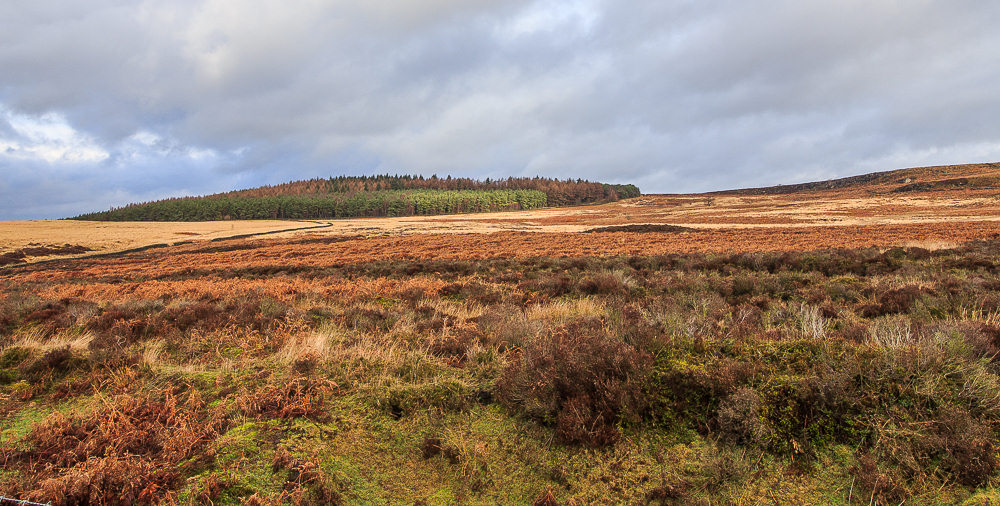 Harland Edge